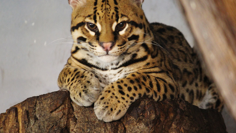 Liberaron a un ocelote que había quedado atrapado en una trampa