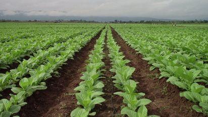 Subsidio para aliviar el costo energético al sector tabacalero
