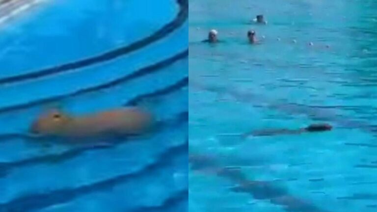 Video: un carpincho sorprendió a todos al nadar en una pileta de San Isidro