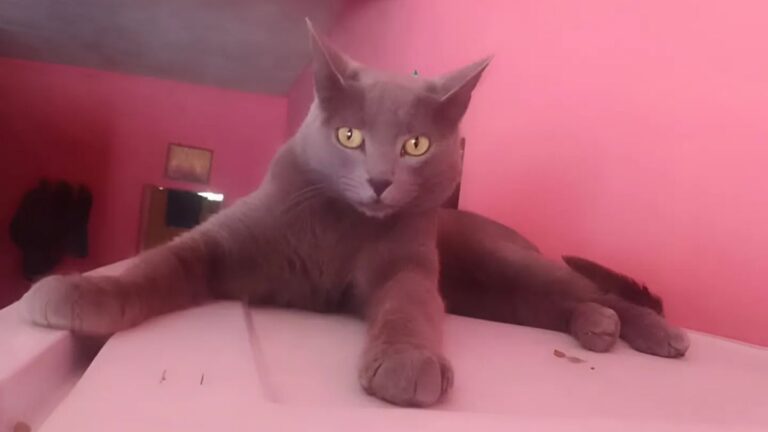 Barrio Los Perales: «Cooper» lleva dos meses sin aparecer