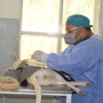 El municipio de San Pedro de Jujuy retomó los trabajos de castraciones