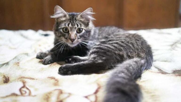 La Quiaca: buscan a «Mushu»