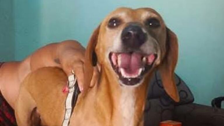 La familia de «Pancho» se mudó y él espera ser adoptado