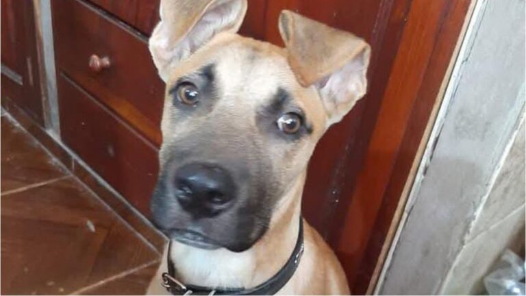 «Boyka» se perdió en barrio Alto Comedero