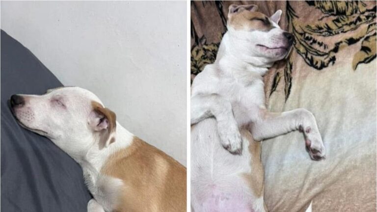 Barrio Santa Rosa: buscan a «Pitu»