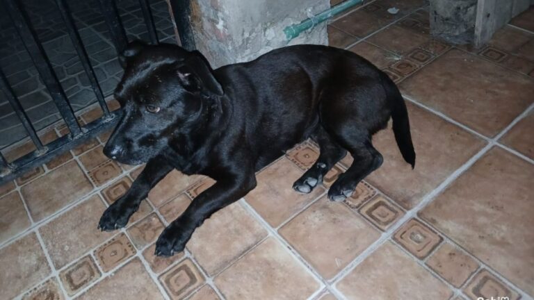 Una familia busca a Nala en Alto Comedero