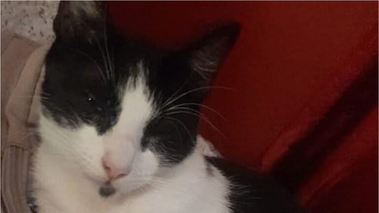 «Lola» se perdió en barrio San Pedrito