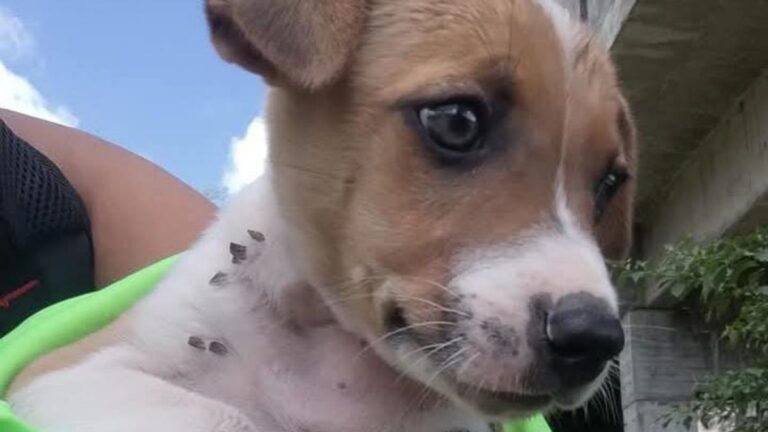 Cachorro hallado al lado de su madre sin vida, busca hogar