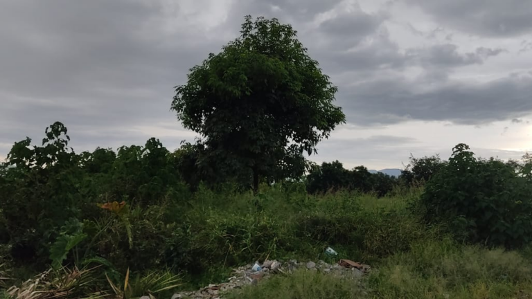 Malezas, falta de iluminación e inseguridad, problemas repetidos en Alto Comedero