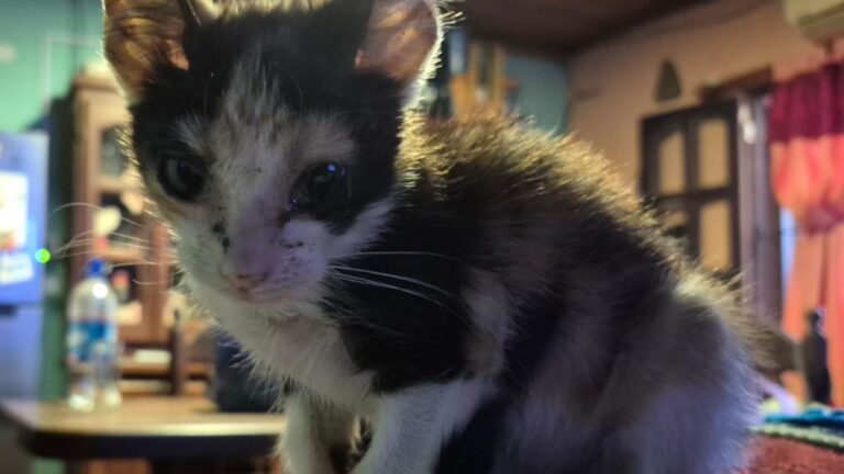Barrio Alto Comedero: una tierna gatita sueña con un hogar