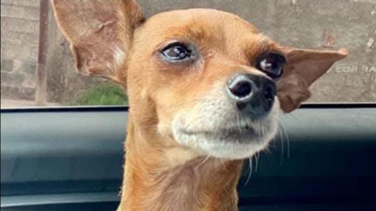 «Camila» sigue siendo buscada