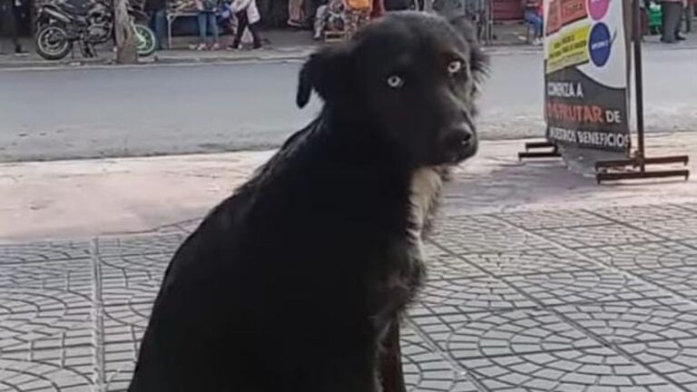 Buscan hogar para una perra que deambula en la «vieja» terminal