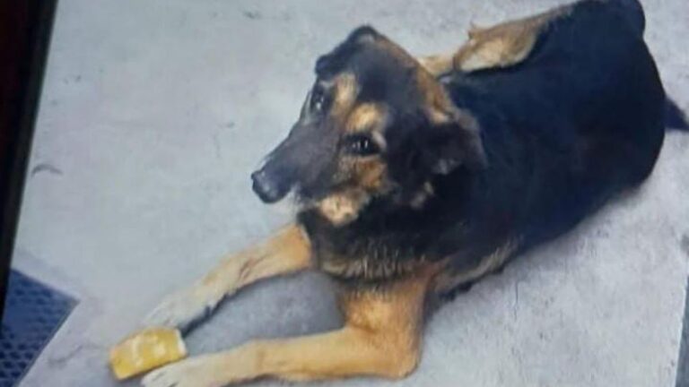 Barrio Mariano Moreno: buscan a «Tico»