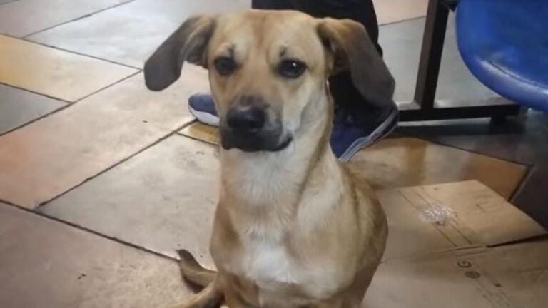 Capital jujeña: buscan tránsito o una familia para un callejerito