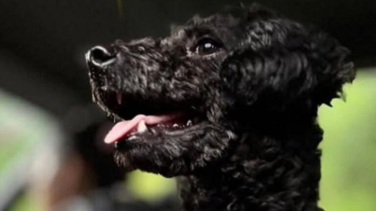 «Parker» se extravió en barrio Coronel Arias