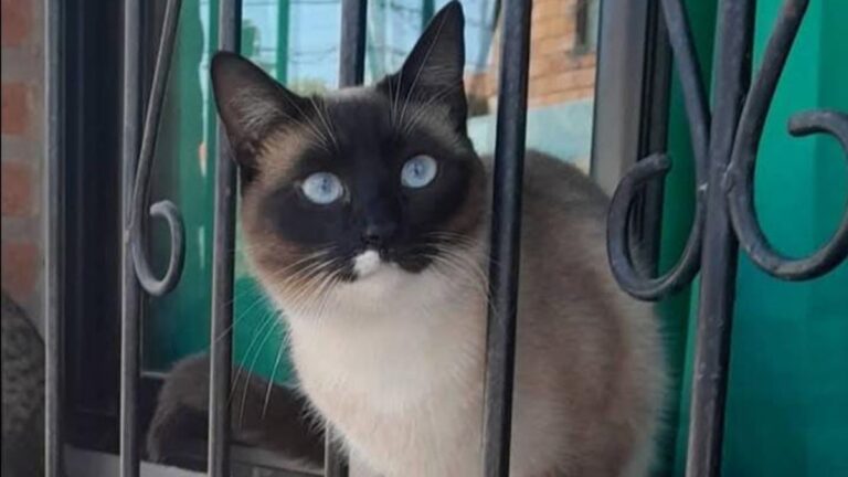 Barrio San Pedrito: pasan los días y «Maili» no aparece