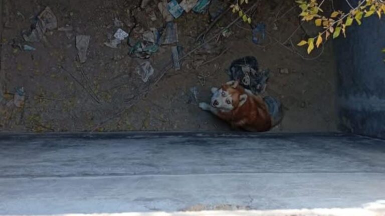 De la tristeza a la alegría: rescate de un Husky en La Quiaca