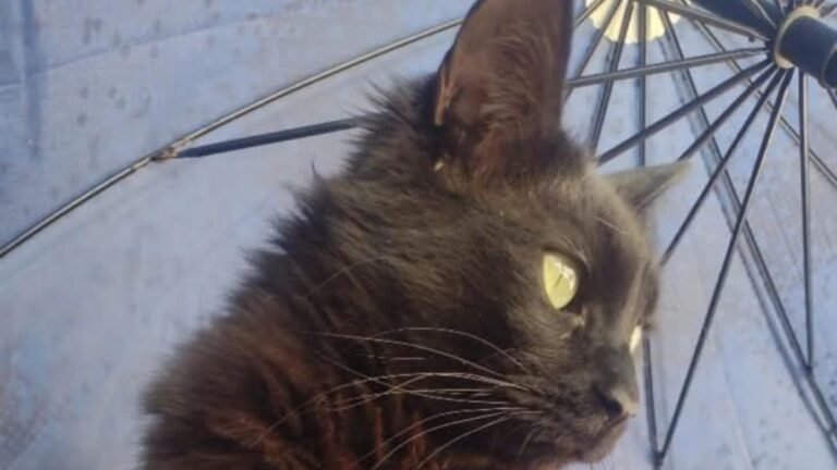 Barrio Alto Comedero: Urgente! Ofrecen recompensa por «Eros»