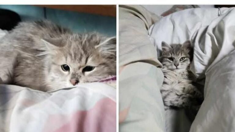 «Taka» se extravió La Quiaca