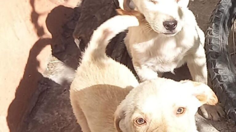 «Perlita» y «Petuña», las cachorras sufridas que aún nadie adopta