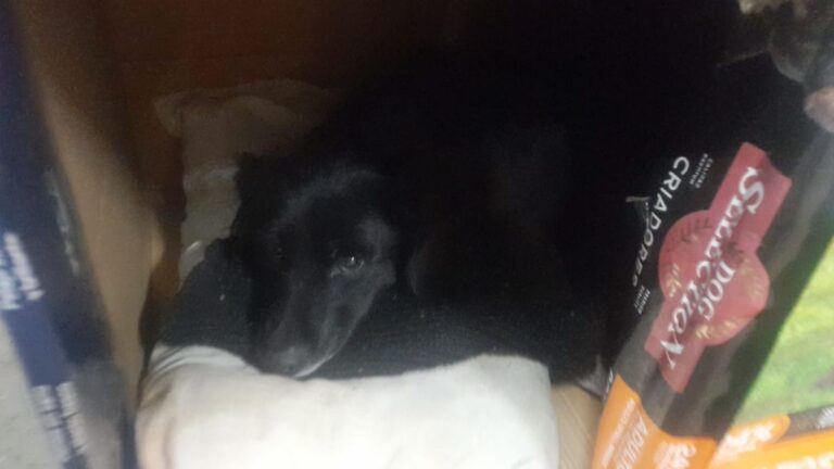 Un perrito que vive en una cajita afuera del hospital, busca amor