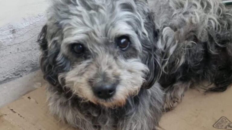 Barrio Alto Comedero: una perra adulta con tumor «implora» ayuda