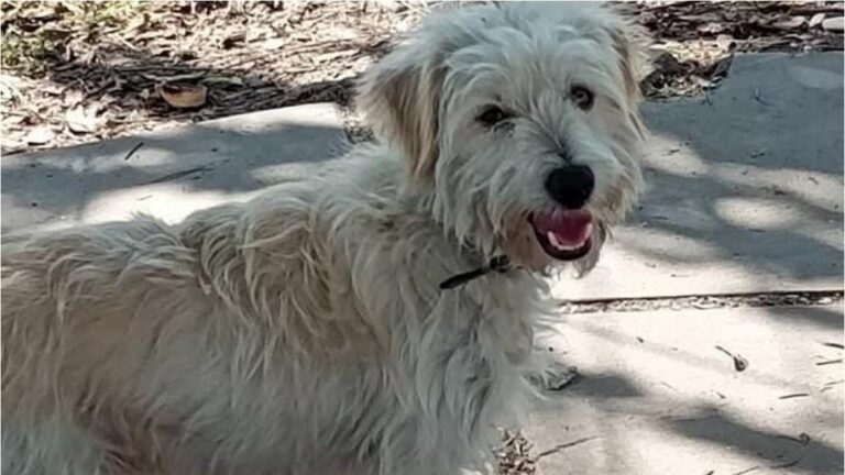 Alto Comedero: buscan a la familia de un perro