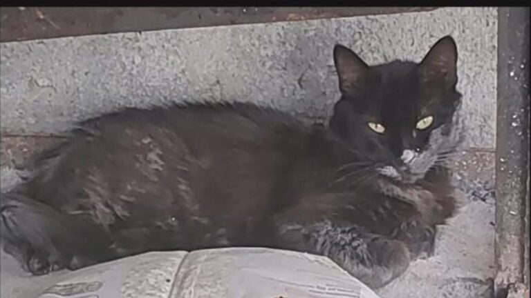 Palpalá: ofrecen recompensa por encontrar a una gata