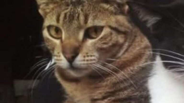 Barrio Alto Comedero: «Chatrana» sigue sin aparecer