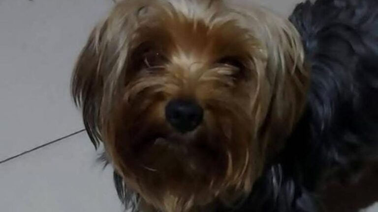 Barrio Bajo La Viña: una pequeña perra se perdió