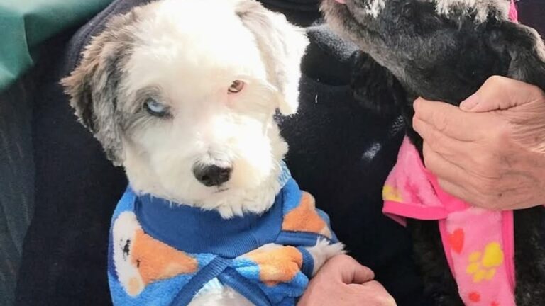 Barrio Luján: Urgente! Buscan al perrito «Pichy»