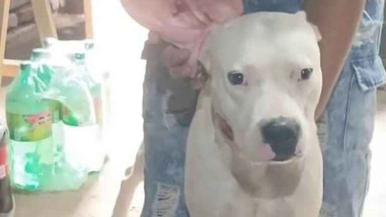 «Riko» sigue siendo buscado