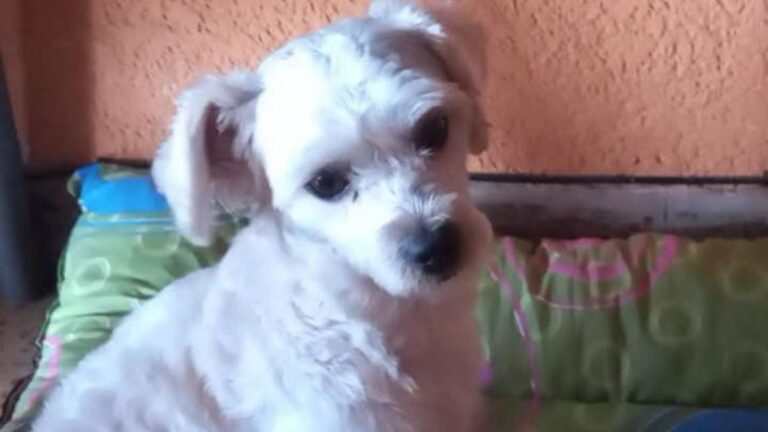 Barrio Gorriti: intensifican la búsqueda de «Joupi»