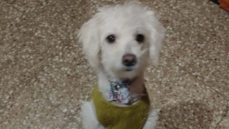 «Perla» se extravió en la capital jujeña