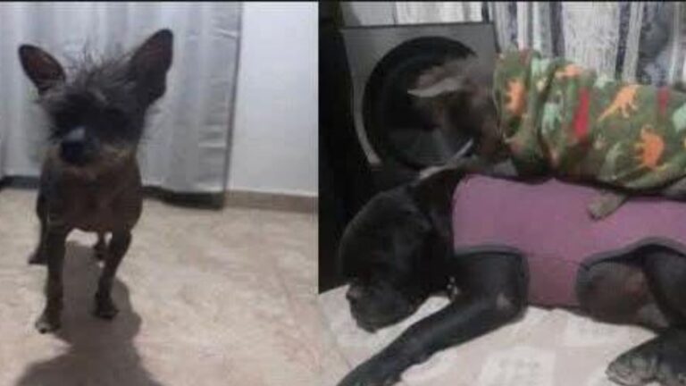 Un niño con autismo sufre por la pérdida de su perro «Dante»