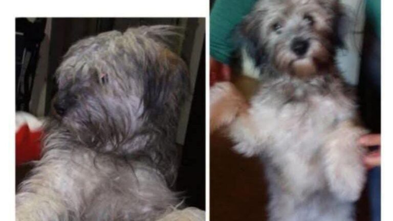 «Kika» se extravió en barrio San Pedrito