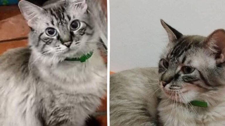 «Figaro» se perdió en Avenida Santibáñez