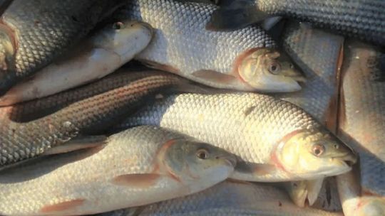 El pez que contiene metales pesados pero su puede consumir