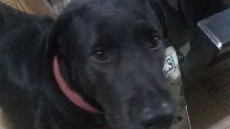 «Toro» es buscado en barrio Alto Comedero