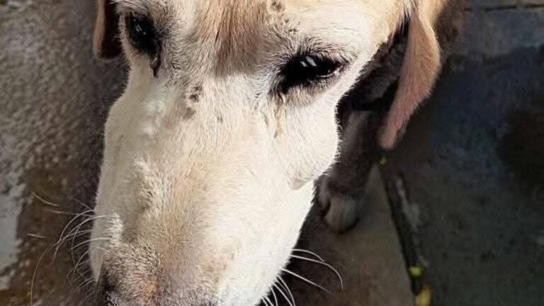 San Pedro: sigue la búsqueda de un perro adulto que está enfermo