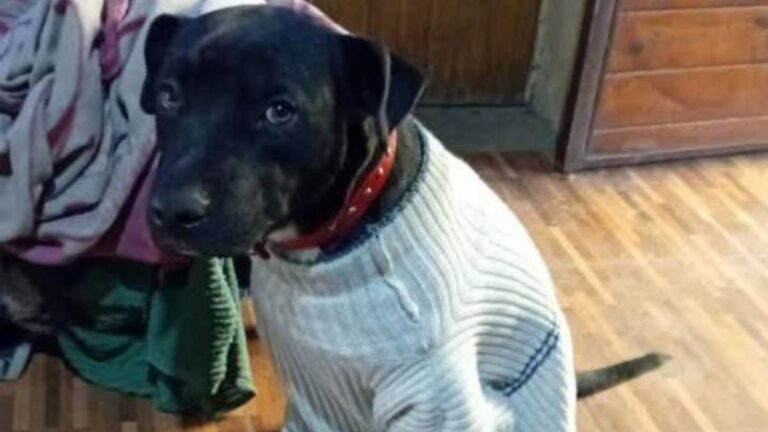 Barrio Coronel Arias: buscan a un perro