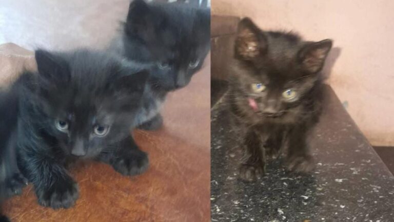 Barrio San Pedrito: tres bellos felinos esperan ser adoptados