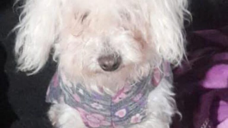 Recompensa por «Lupita», perdida en barrio Alto Comedero