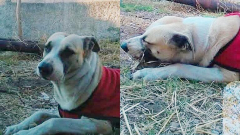 Barrio San Pedrito: un perro necesita encontrar a su familia