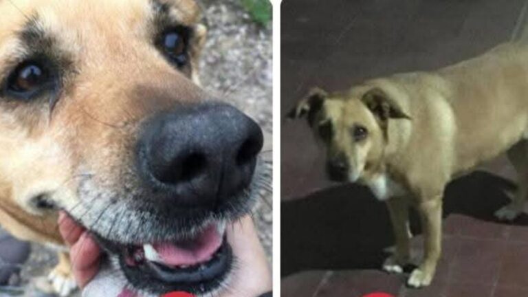 Barrio Cuyaya: sigue la búsqueda de «Luna»