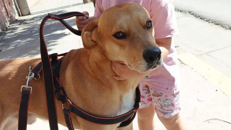 Urgente! «Odin» se perdió en barrio Gorriti
