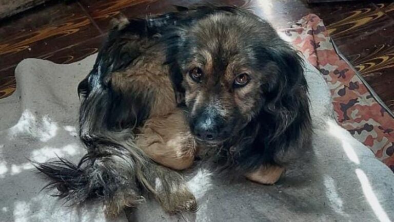 «Malena», la perrita de mirada triste, sueña con ser amada