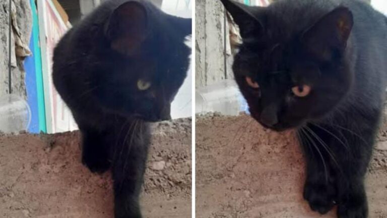 Imploran un hogar para una gatita