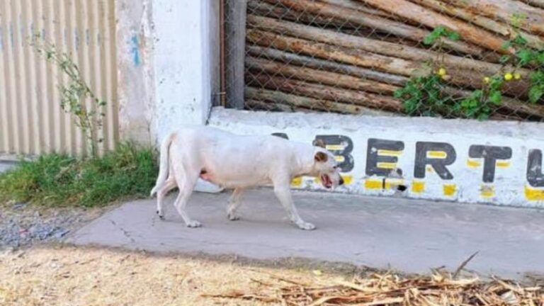Barrio Malvinas: Urgente! Una perra preñada necesita un hogar