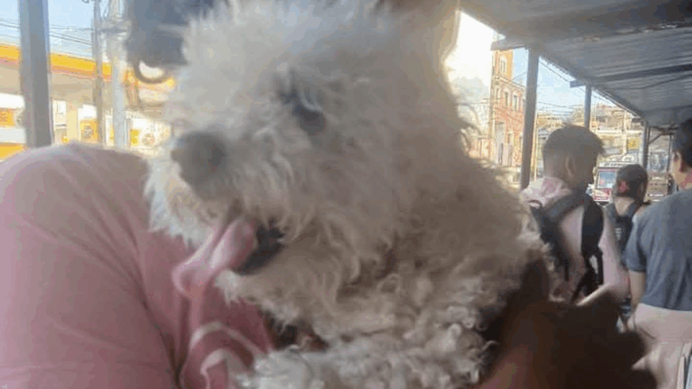 Buscan a los dueños de una perra en celo hallada en calle Dorrego